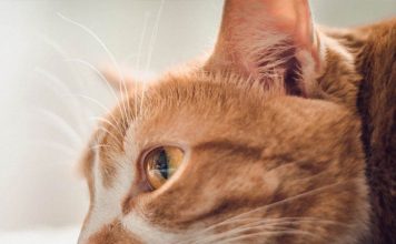 Foster Cat Care, What You Need to Know
