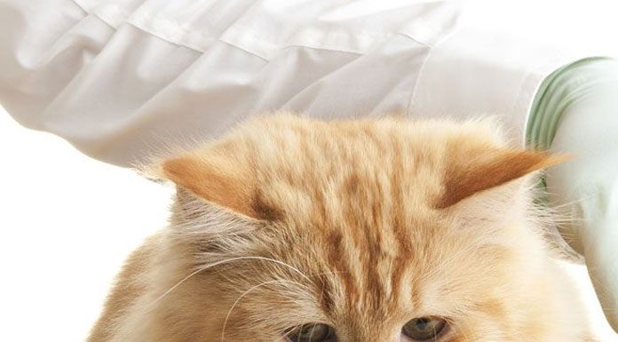 Giving Your Cat Medication