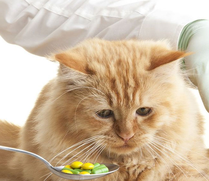 Giving Your Cat Medication Petsourcing