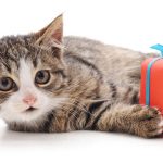 Great Gifts For Cat Lovers