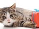 Great Gifts For Cat Lovers