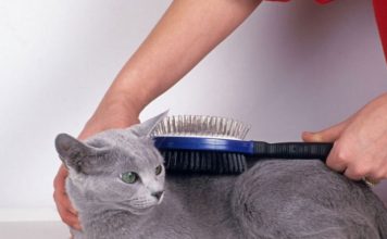 Grooming Your Cat