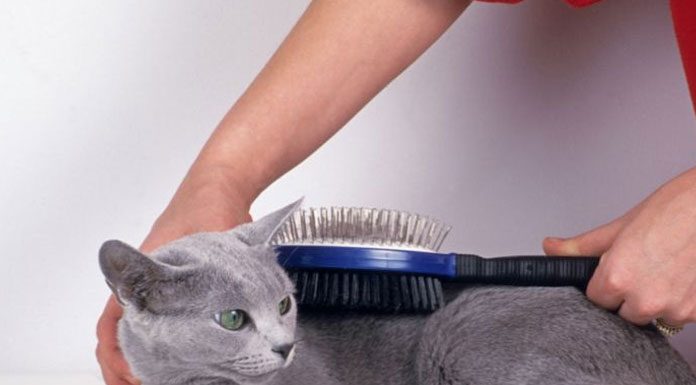 Grooming Your Cat