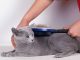Grooming Your Cat