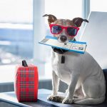 HOW TO TRAVEL WITH YOUR DOG: FLYING WITH YOUR DOG