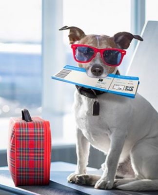 HOW TO TRAVEL WITH YOUR DOG: FLYING WITH YOUR DOG