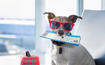 HOW TO TRAVEL WITH YOUR DOG: FLYING WITH YOUR DOG