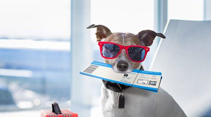 HOW TO TRAVEL WITH YOUR DOG: FLYING WITH YOUR DOG