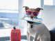 HOW TO TRAVEL WITH YOUR DOG: FLYING WITH YOUR DOG