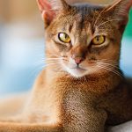 Heartworm-Treatment-For-Cats-696×602