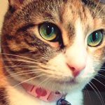 Helping-Your-Cat-Stay-Healthy-696×602