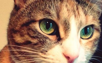 Helping Your Cat Stay Healthy