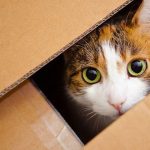 Helping-Your-Cat-Survive-Your-Move-696×602