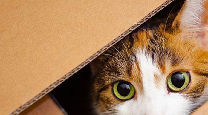 Helping Your Cat Survive Your Move