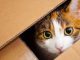 Helping Your Cat Survive Your Move