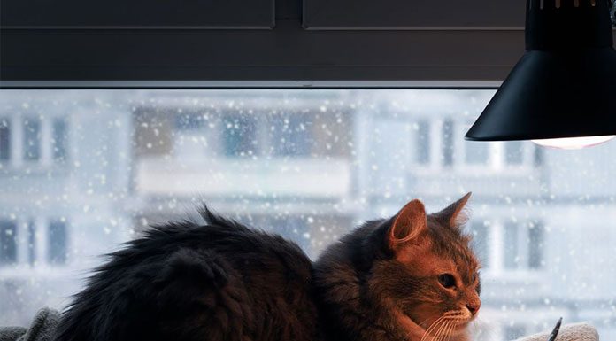 Hot Kitty! Cat Safety in Warm Weather