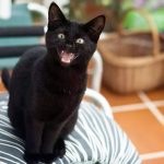 Household-Poisons-to-your-Cat-696×602