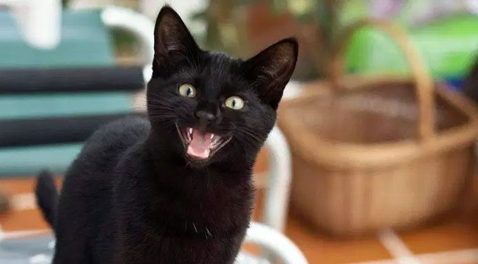 Household Poisons to your Cat