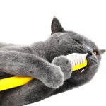How-Important-is-Cat-Teeth-Care-696×602