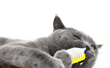 How Important is Cat Teeth Care