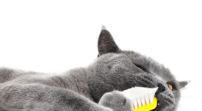 How Important is Cat Teeth Care