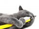 How Important is Cat Teeth Care