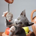 How-Kittens-Learn-to-Hunt-696×602
