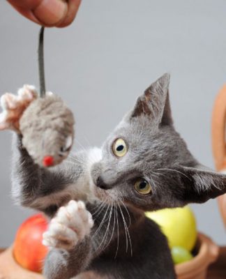 How Kittens Learn to Hunt