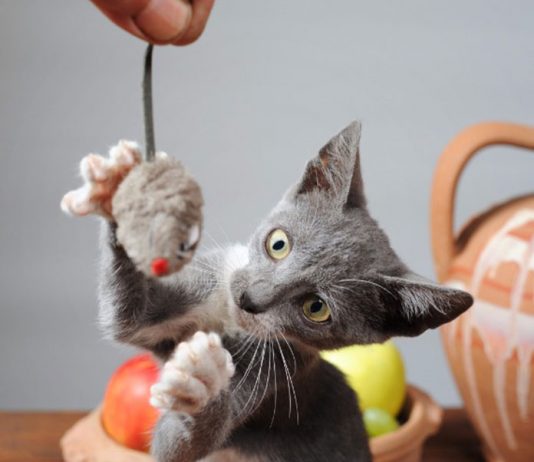 How Kittens Learn to Hunt