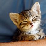 How-to-Take-Care-of-Your-Cat-696×602