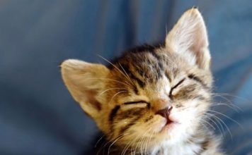 How to Take Care of Your Cat