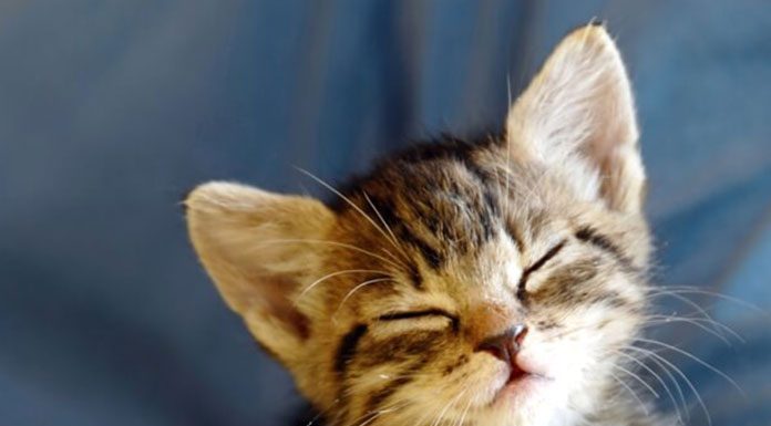 How to Take Care of Your Cat