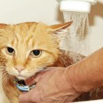 How-to-bath-cat