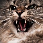 Is-My-Cat-Aggression-Normal-696×602