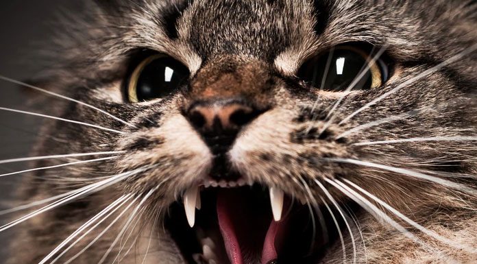 Is My Cat’s Aggression Normal?