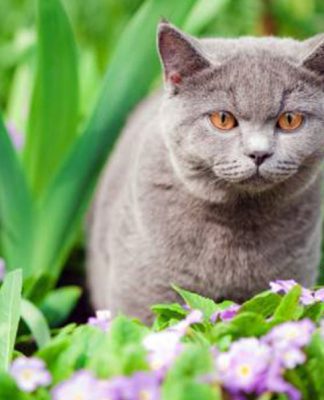 Keeping Cats Out Of Your Garden