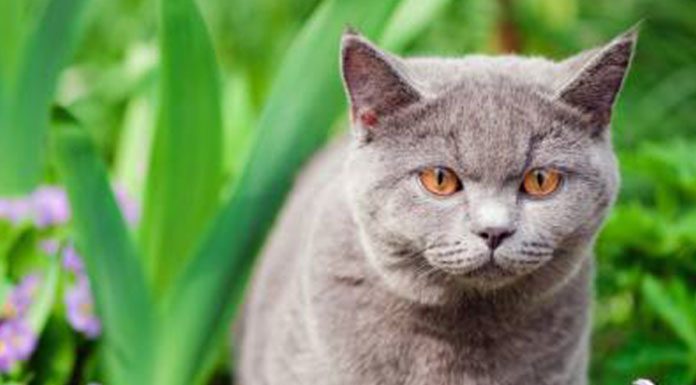 Keeping Cats Out Of Your Garden