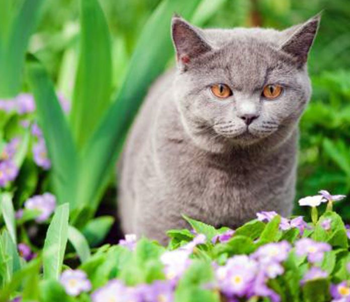 Keeping-Cats-Out-Of-Your-Garden-696x602