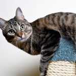 Keeping-Your-Indoor-Cat-Happy-696×602
