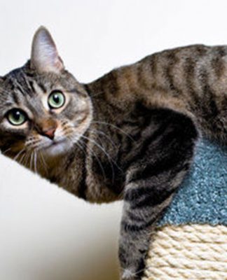 Keeping Your Indoor Cat Happy