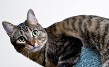 Keeping Your Indoor Cat Happy