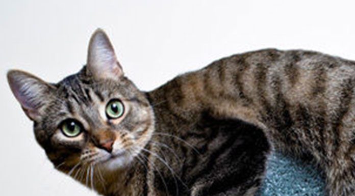 Keeping Your Indoor Cat Happy