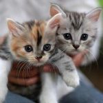 Kittens1