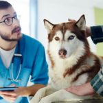 LIVER-DISEASE-IN-DOGS-SYMPTOMS-CAUSES-&-TREATMENTS-696×602