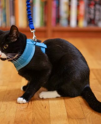 Leash Training Your Cat