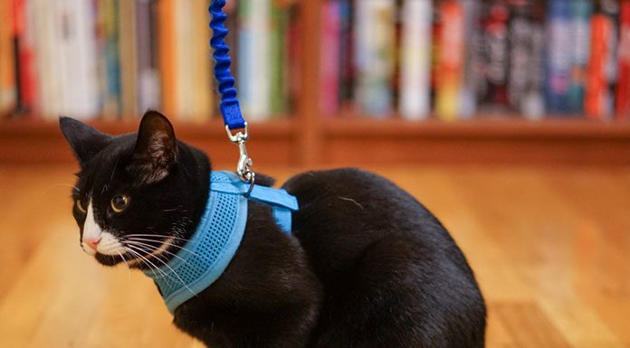 Leash Training Your Cat