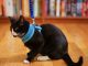 Leash Training Your Cat