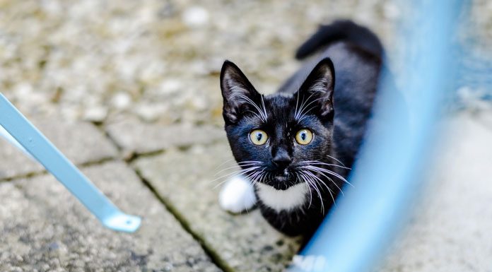 Let’s Go For A Walk!