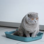 Litter-Cleaning-For-Cats-696×602