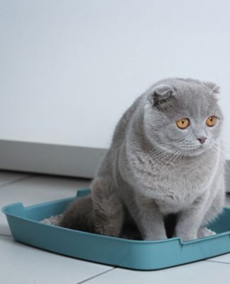 Litter Cleaning For Cats
